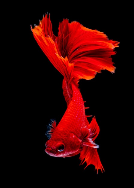 Foto primer plano de una flor de naranja contra un fondo negro