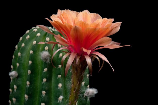 Foto primer plano de una flor de naranja contra un fondo negro