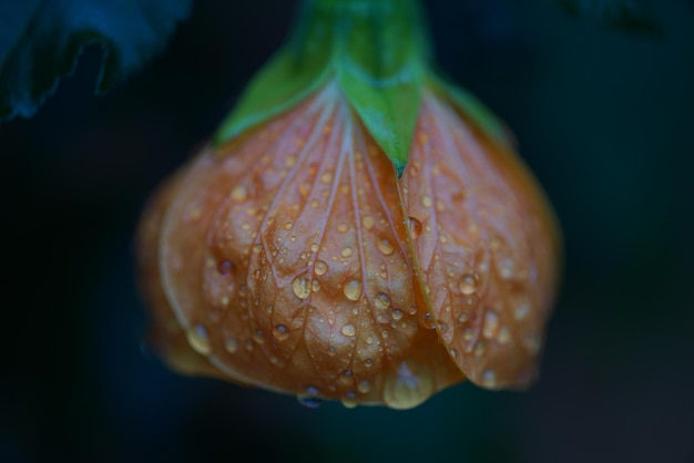 Primer plano de una flor de naranja húmeda