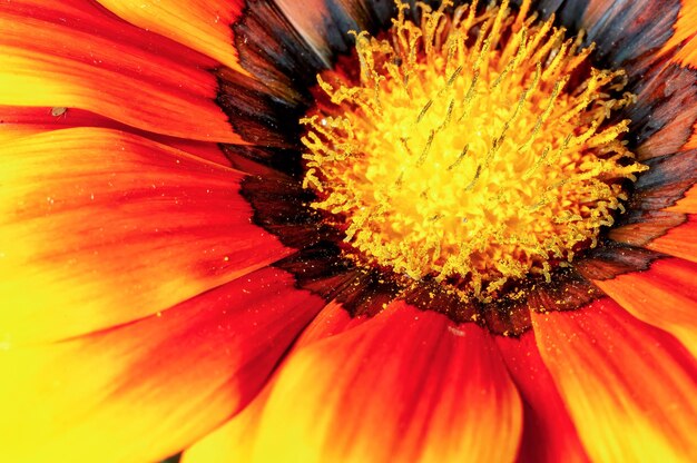 Primer plano de una flor de naranja en el jardín