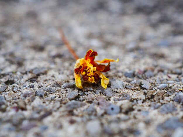 Foto primer plano de una flor de naranja marchitada en tierra