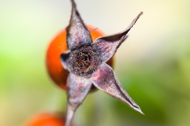 Foto primer plano de la flor de naranja en la planta