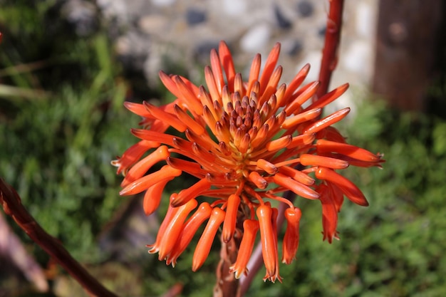Primer plano de una flor de naranja que crece al aire libre