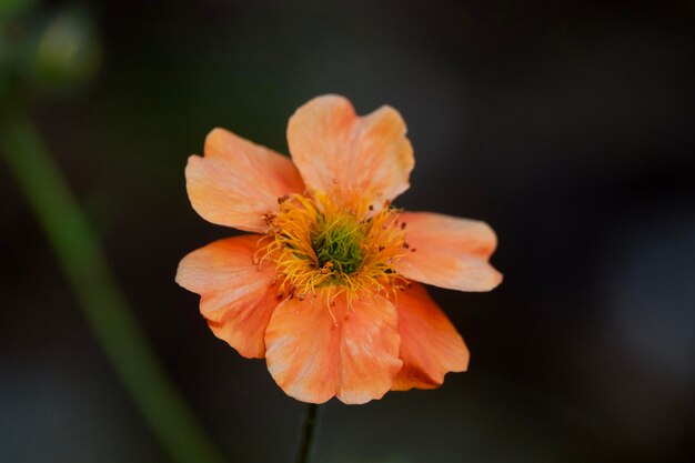 Primer plano de una flor de naranja