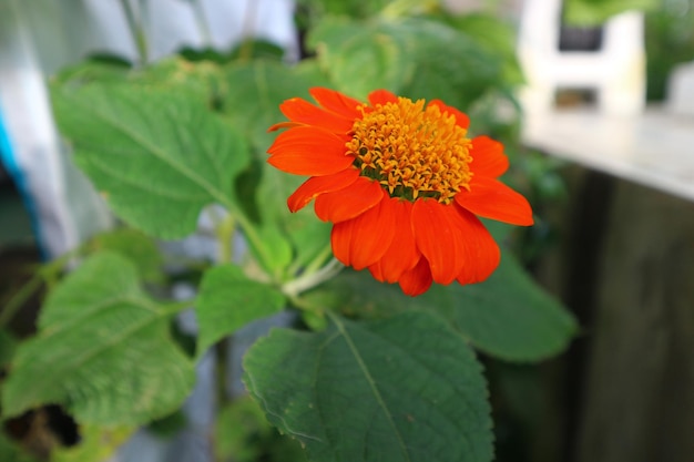 Foto primer plano de una flor de naranja