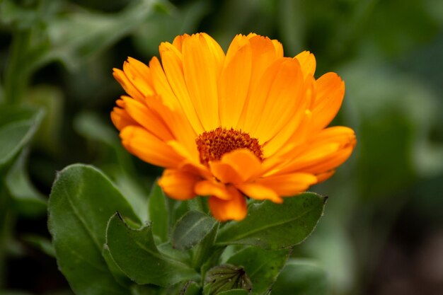 Foto primer plano de la flor de naranja