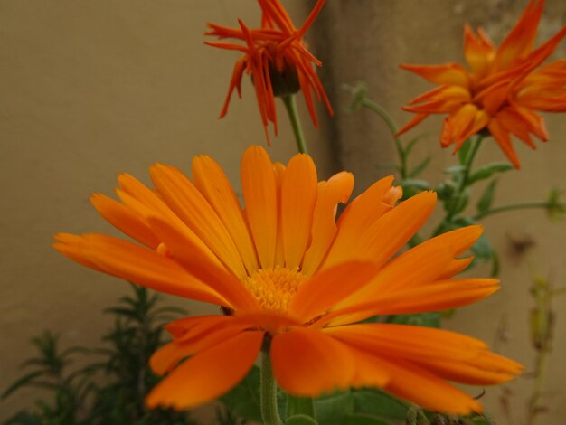 Foto primer plano de una flor de naranja