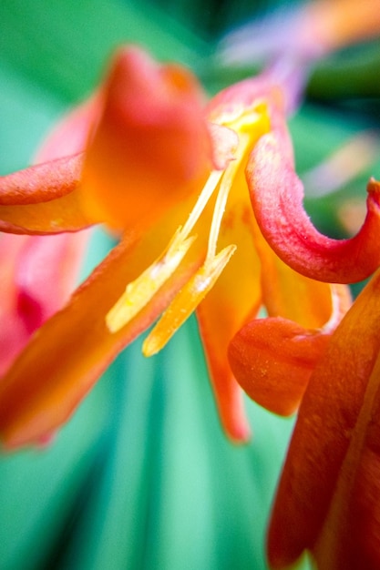 Foto primer plano de una flor de naranja