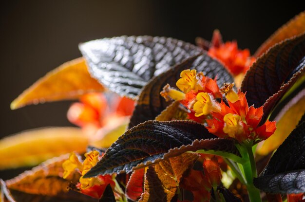 Foto primer plano de una flor de naranja