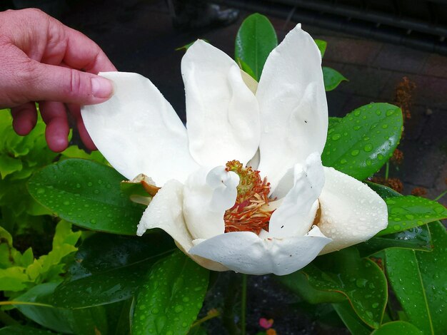 Foto primer plano de una flor de naranja