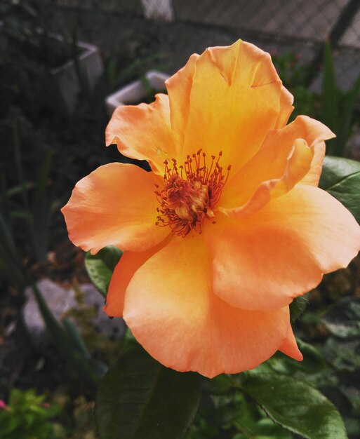 Foto primer plano de una flor de naranja