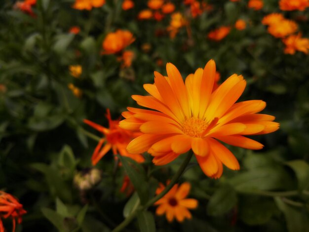 Primer plano de una flor de naranja