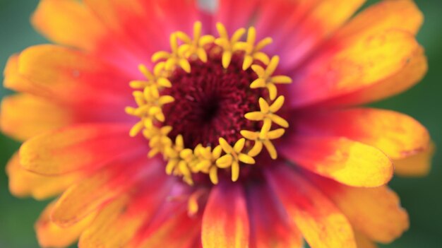 Foto primer plano de una flor de naranja