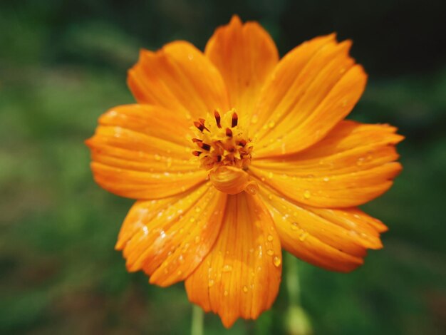 Foto primer plano de una flor de naranja