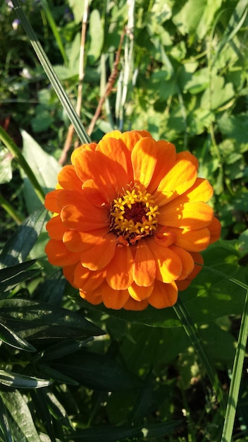 Primer plano de una flor de naranja