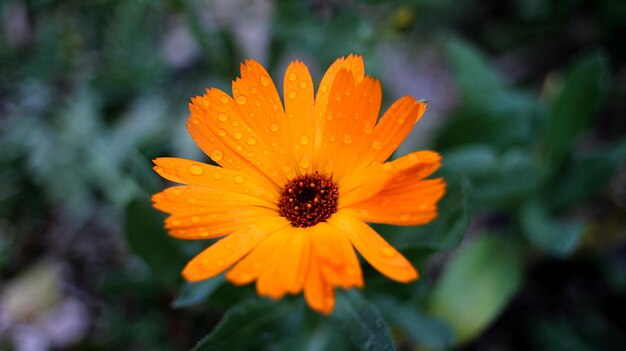 Foto primer plano de una flor de naranja