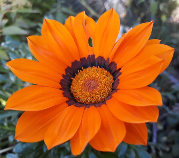 Primer plano de la flor de naranja