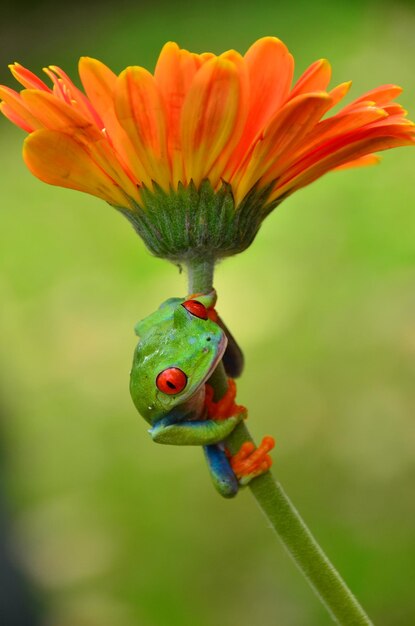 Foto primer plano de una flor de naranja