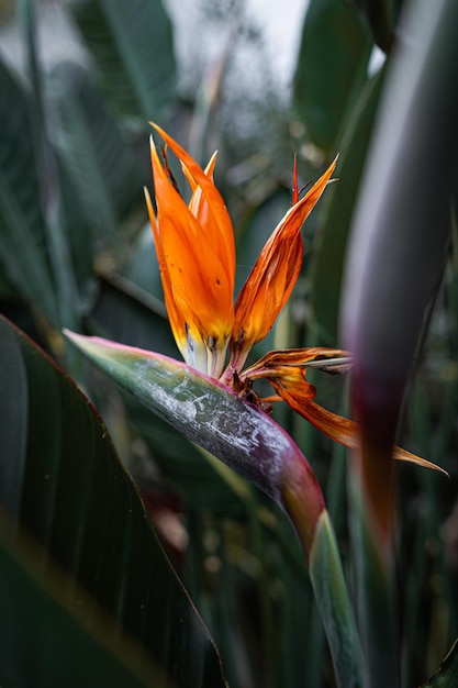 Primer plano de una flor de naranja