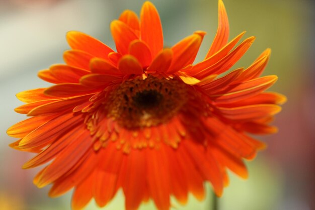 Foto primer plano de una flor de naranja