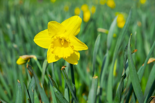 primer plano de una flor de narciso amarillo sobre un fondo verde