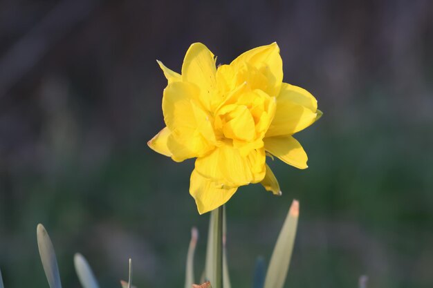 Foto primer plano de una flor de narcisos amarillos