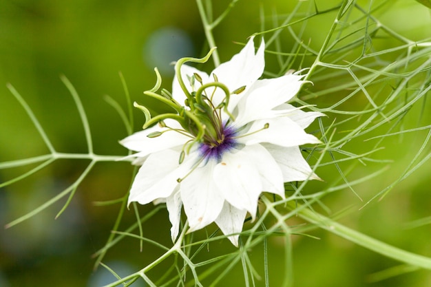 Primer plano de la flor de Nigella damascena, azul o blanco