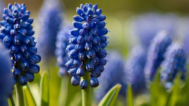 Foto un primer plano de una flor con el nombre de la flor