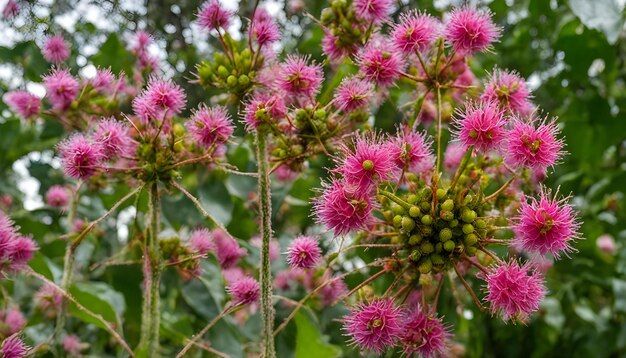 un primer plano de una flor con el nombre de rododendro en él