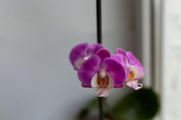 Un primer plano de una flor de orquídea púrpura