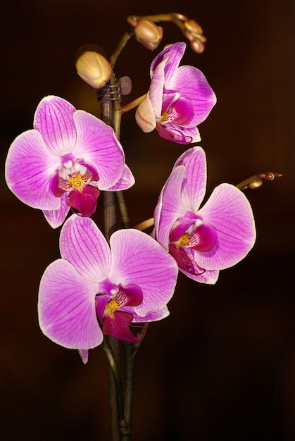 Primer plano de flor de orquídea púrpura