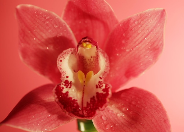 Primer plano de flor de orquídea rosa