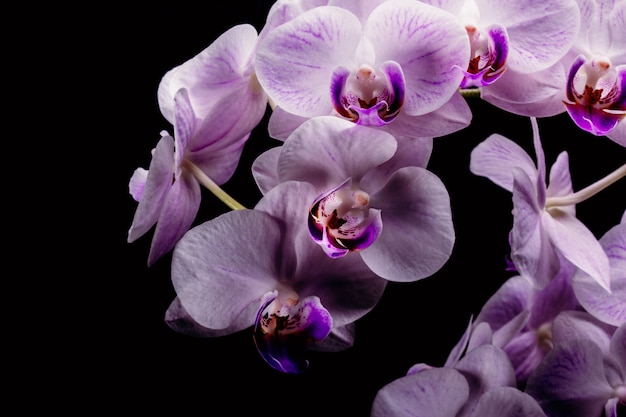 Primer plano de una flor de orquídea sobre un fondo negro