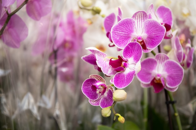 Primer plano de flor de orquídea.