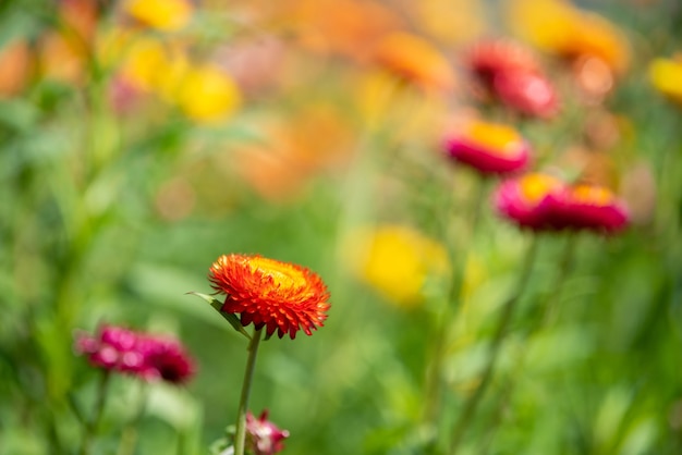 Un primer plano de una flor de paja o flores de helichrysum bracteatum