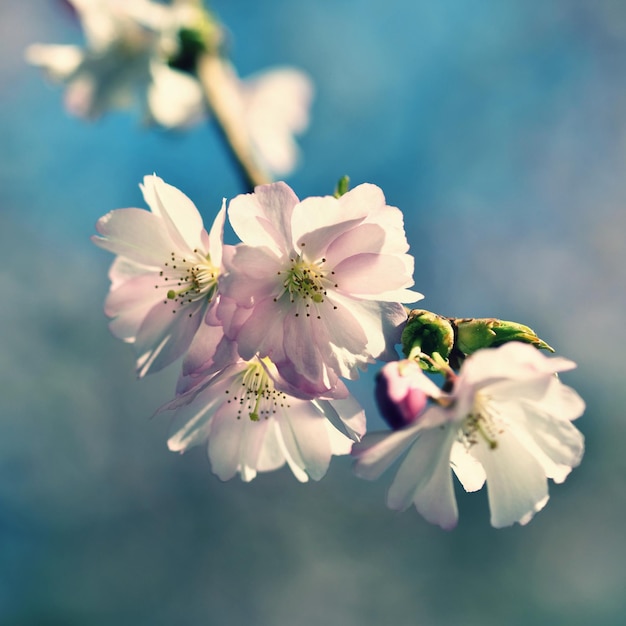 Un primer plano de una flor con la palabra cereza