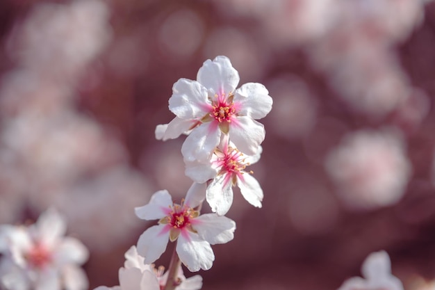 Un primer plano de una flor con la palabra cereza