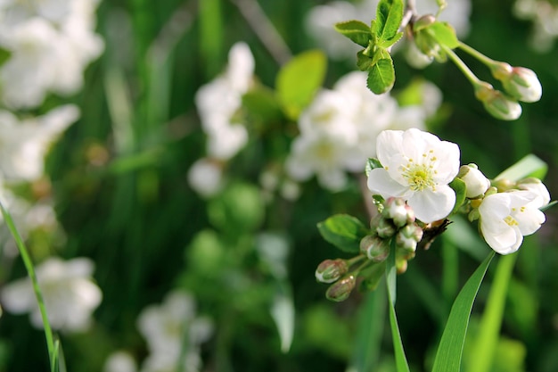 Un primer plano de una flor con la palabra cereza