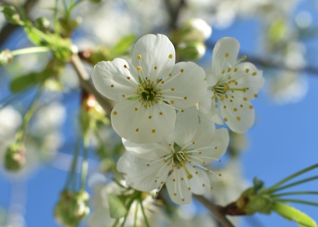 Un primer plano de una flor con la palabra cereza