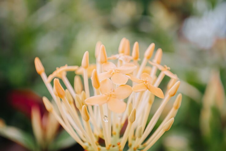 Un primer plano de una flor con la palabra diente de león en ella