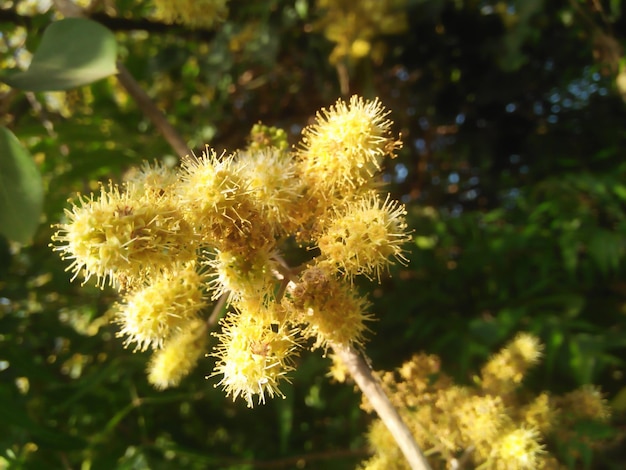 Un primer plano de una flor con la palabra "en ella"