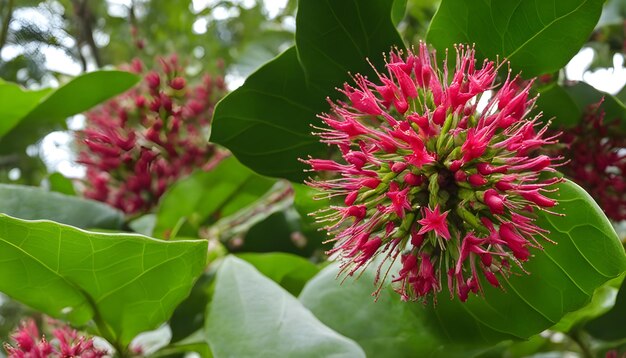 un primer plano de una flor con la palabra granada en ella