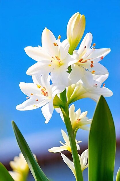 Foto un primer plano de una flor con la palabra lirio en ella