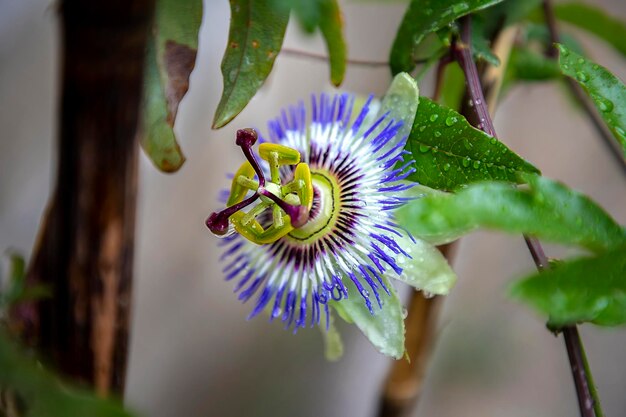 Un primer plano de la flor de la pasión después de la lluvia una flor especial que florece durante unos días Passiflora