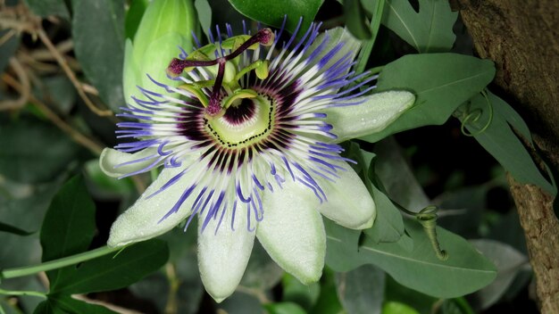 Foto primer plano de la flor de la pasión floreciendo al aire libre