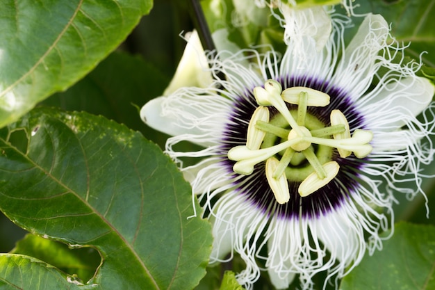 Primer plano de la flor de la pasión (Passiflora incarnata)