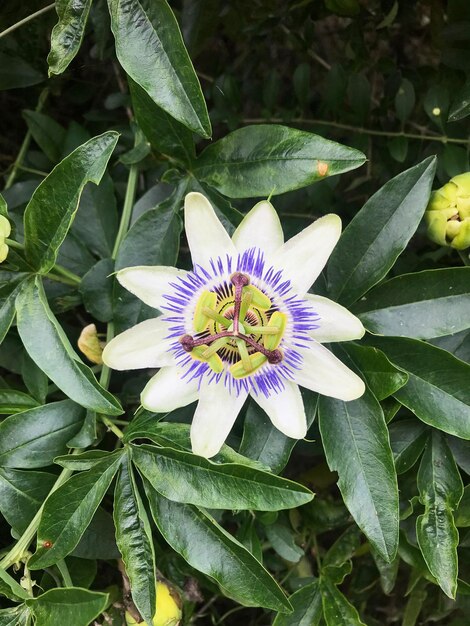 Un primer plano de la flor de la Passiflora caerulea