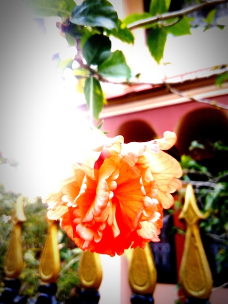 Foto primer plano de una flor en el patio trasero