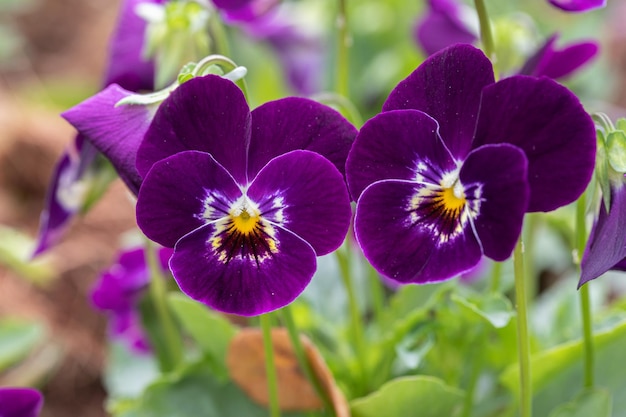 Primer plano de una flor de pensamiento o flores de viola en el jardín