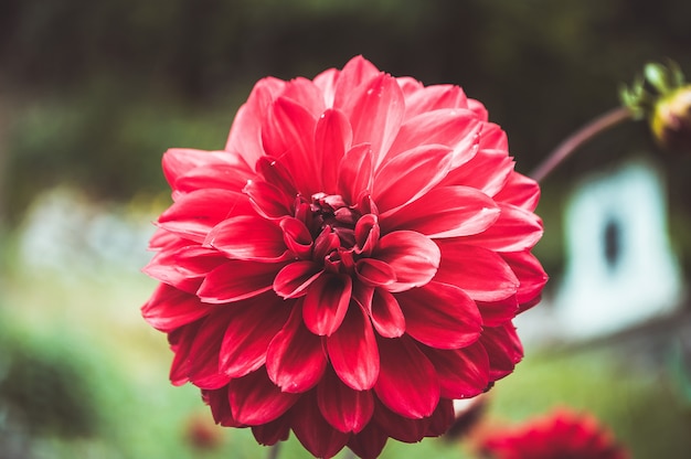 Primer plano de una flor de peonía roja